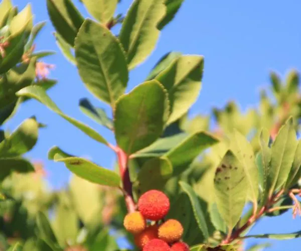 Kamp alanı Location De Meremaki