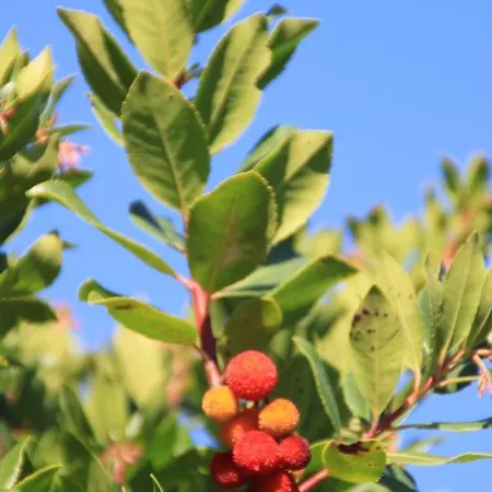 Camping Location De Meremaki